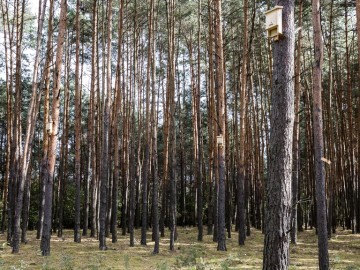 Letnie działania w Przedborskim Parku Krajobrazowym 2025, 